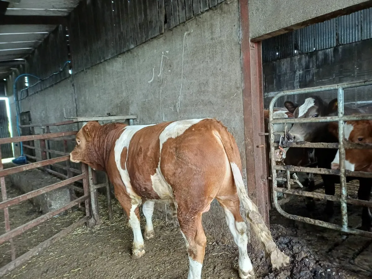 Simmental Bull - Image 3