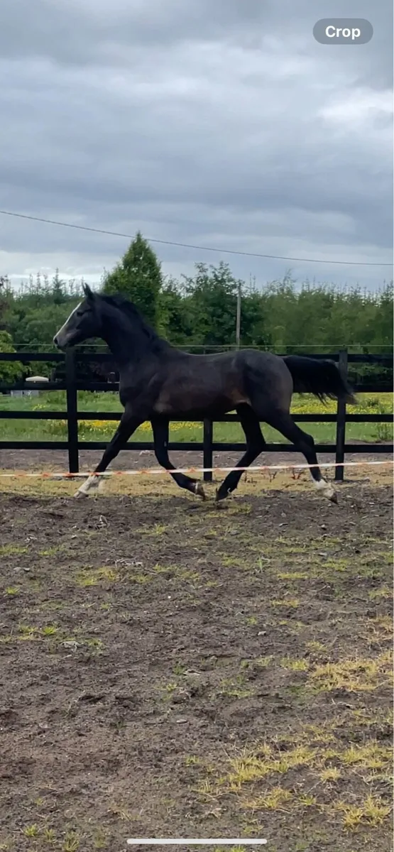 Grand Cru Gelding for sale - Image 1