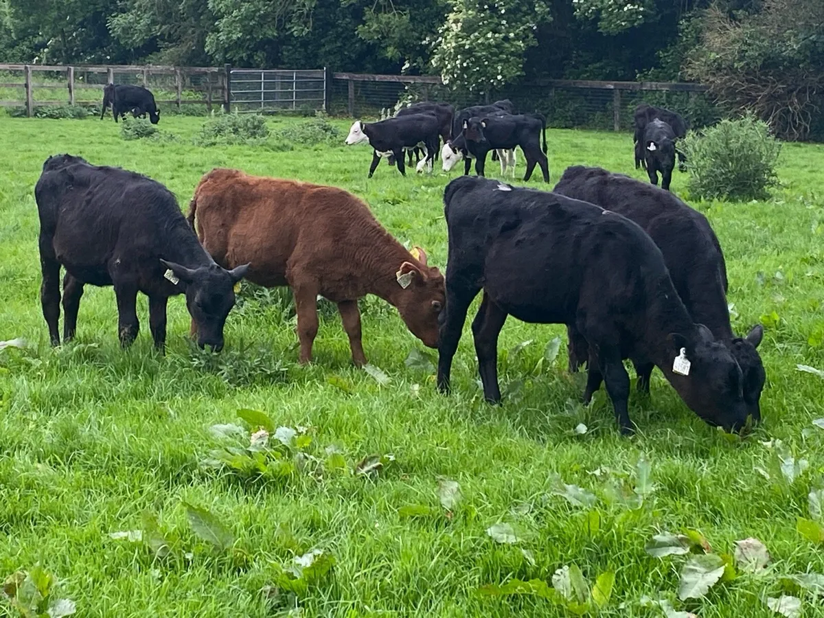 22 Feb Born Angus Heifers @ Lissava - Image 2