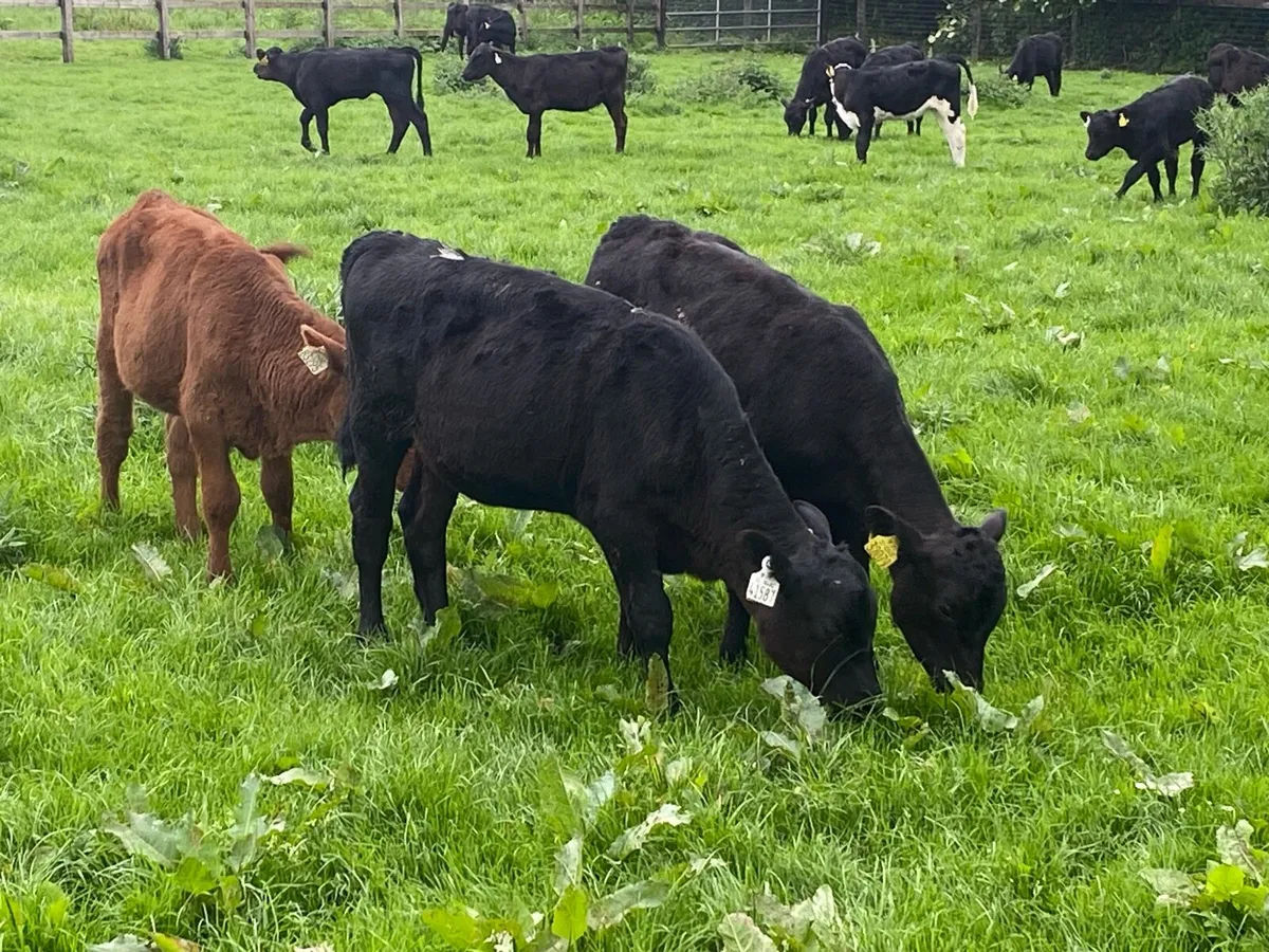 22 Feb Born Angus Heifers @ Lissava - Image 3