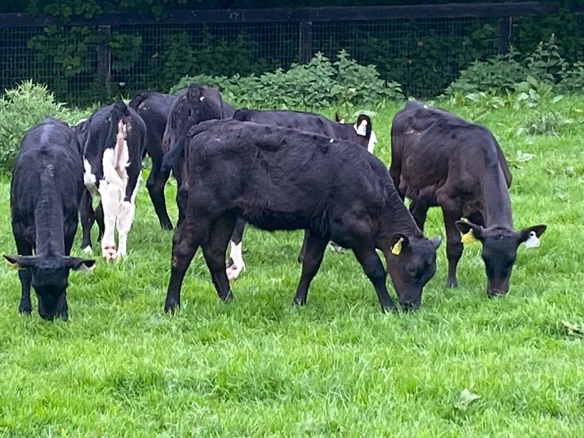 22 Feb Born Angus Heifers @ Lissava - Image 4