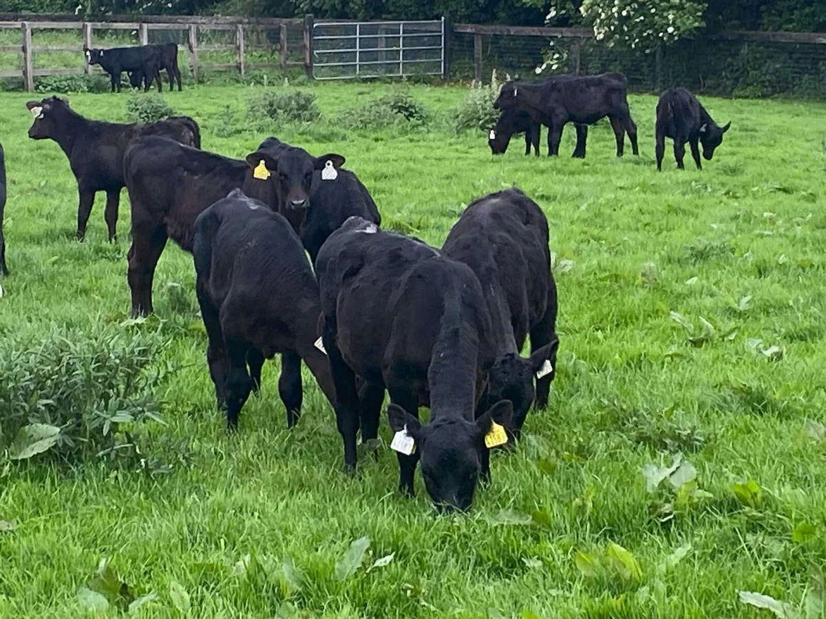 22 Feb Born Angus Heifers @ Lissava - Image 1