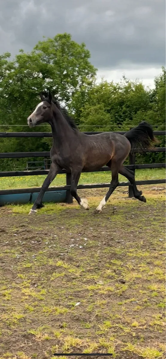 Grand Cru Gelding for sale - Image 2