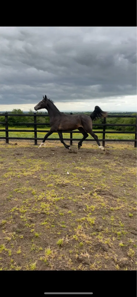 Grand Cru Gelding for sale - Image 3