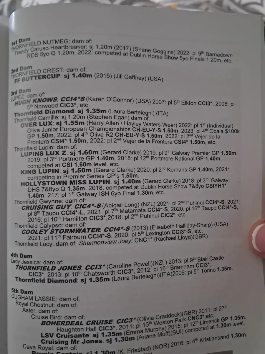 Grand Cru Gelding for sale - Image 4