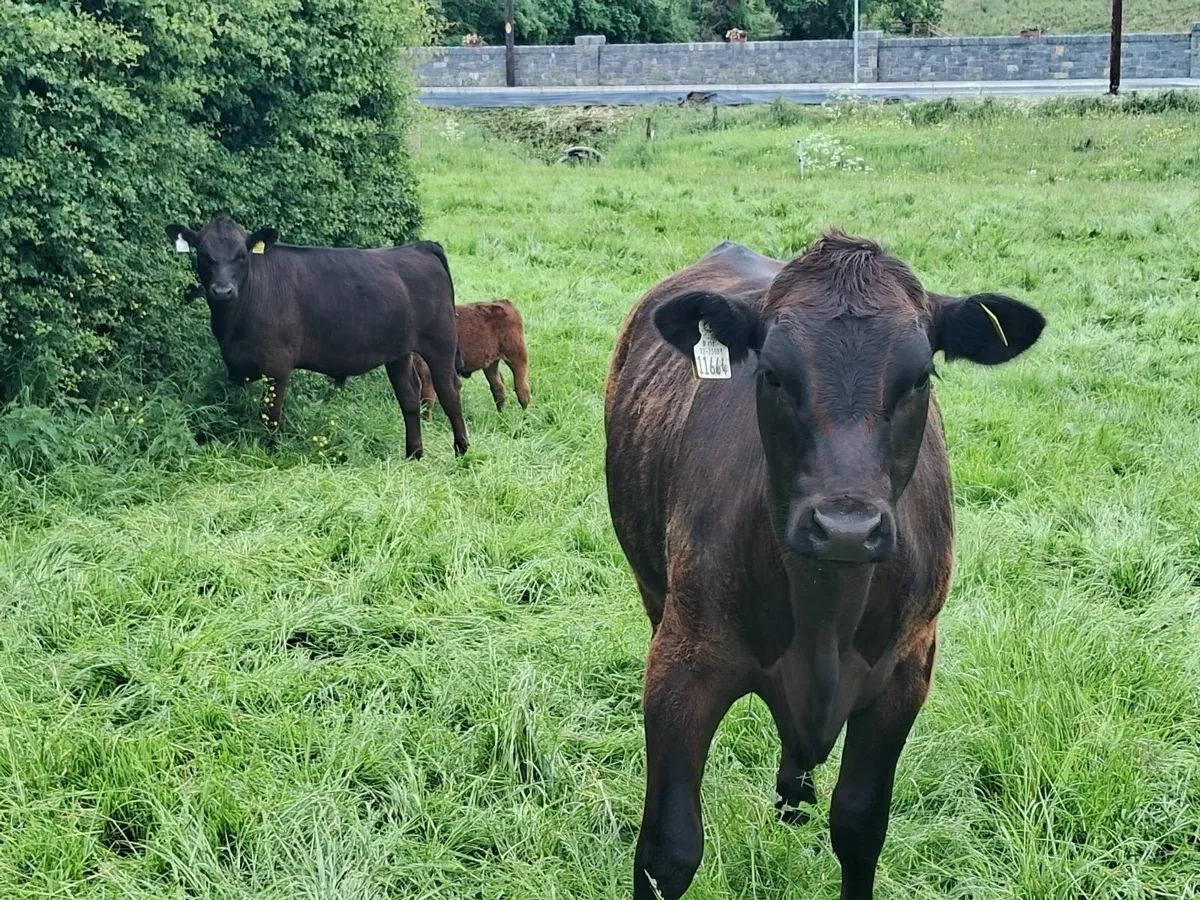 Weanlings - Image 1