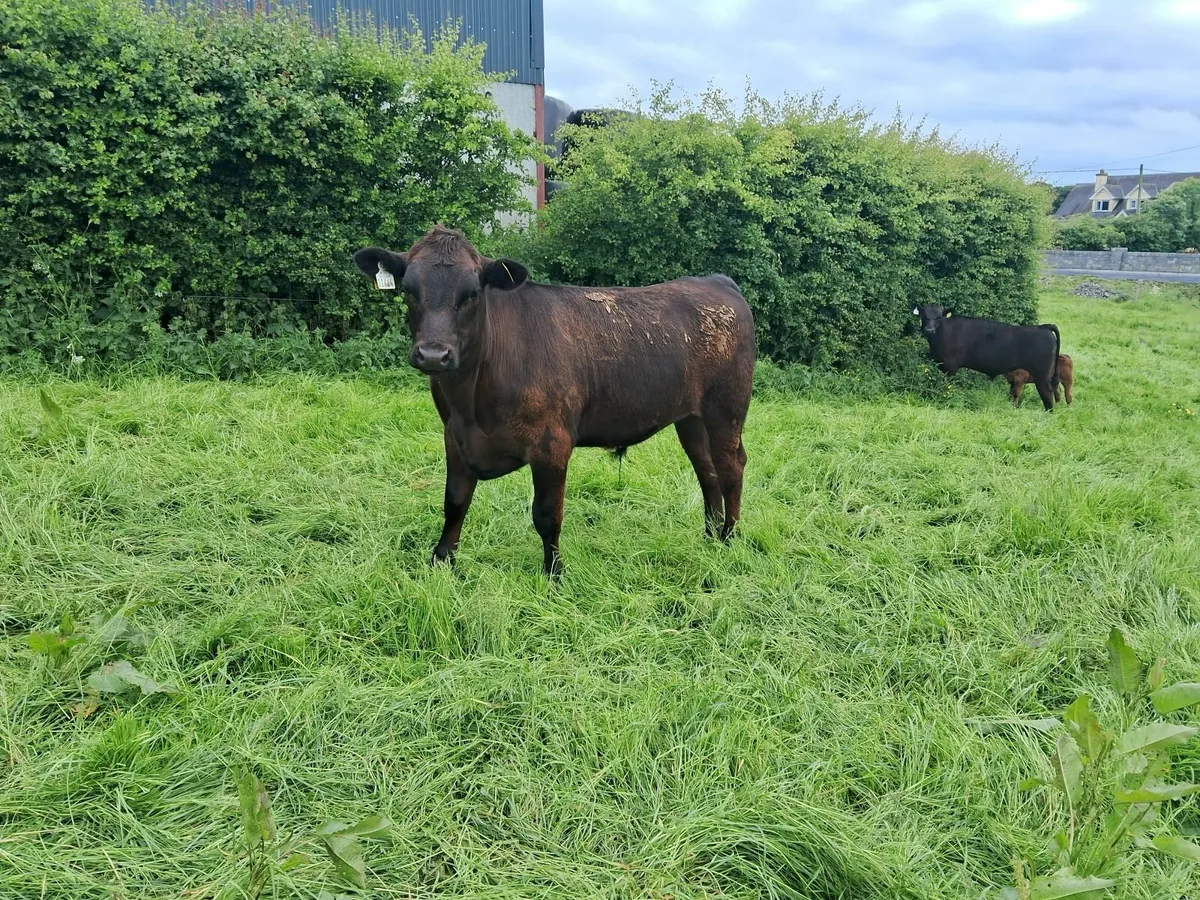 Weanlings - Image 2