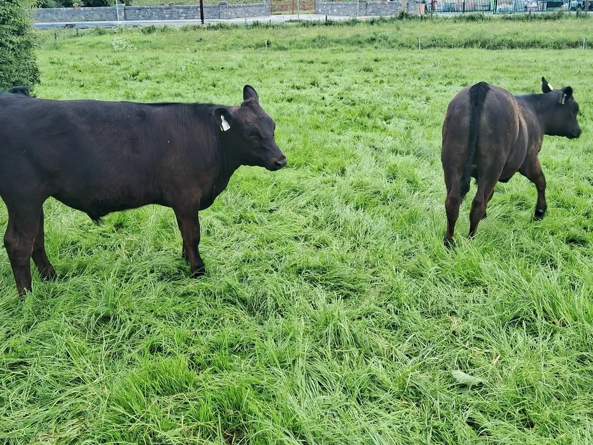 Weanlings - Image 4