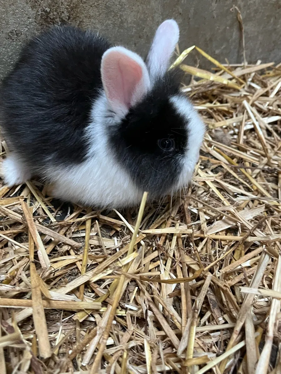 Baby rabbits - Image 2