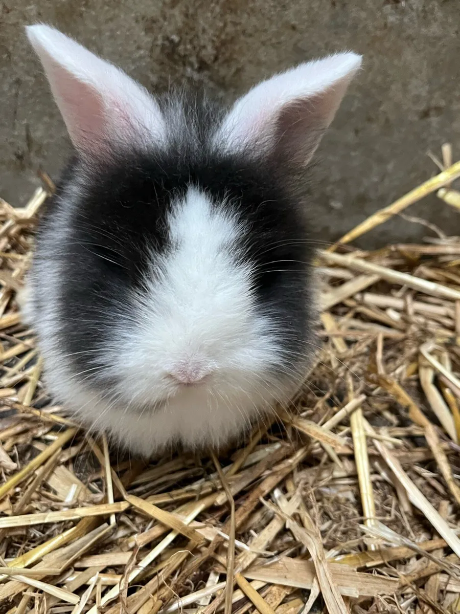 Baby rabbits - Image 1