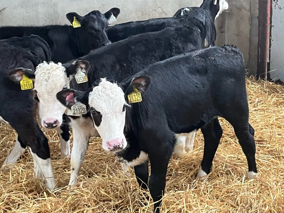 Serious 2 Month Old HE Heifer Calves - Image 1