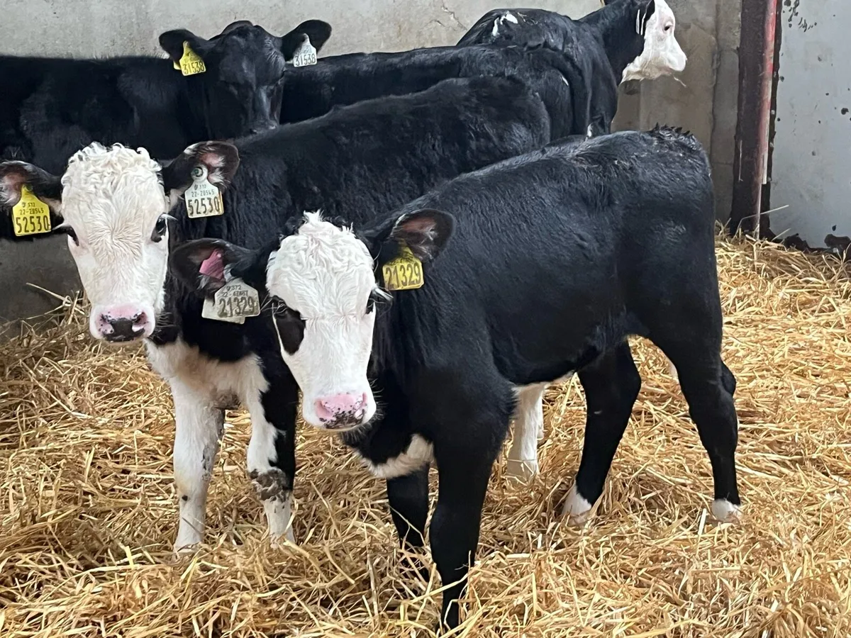 Serious 2 Month Old HE Heifer Calves - Image 2