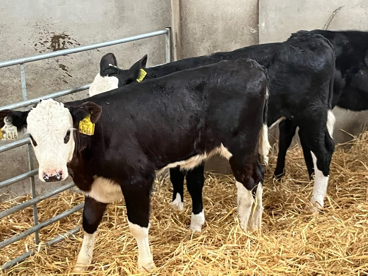 Serious 2 Month Old HE Heifer Calves - Image 3