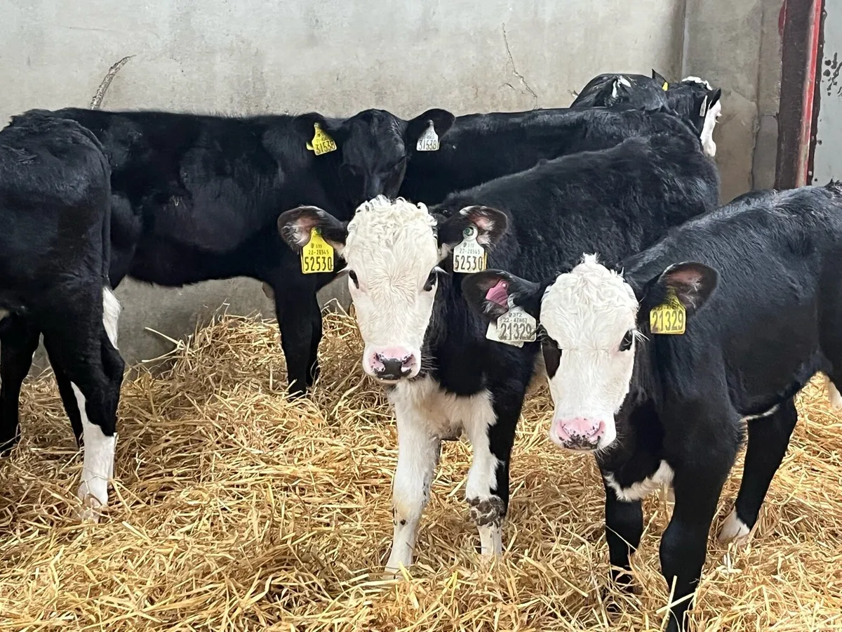 Serious 2 Month Old HE Heifer Calves - Image 4
