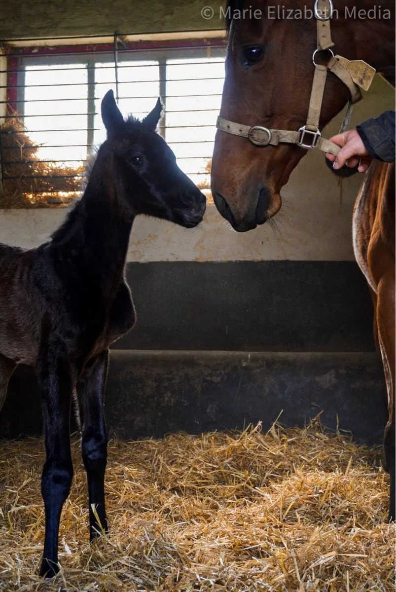 Broodmare - Image 3