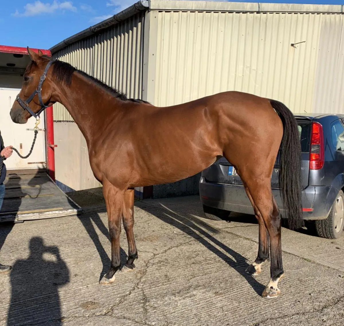 Broodmare - Image 1