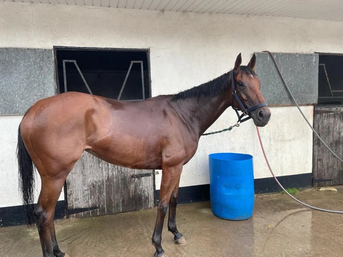 Broodmare - Image 2