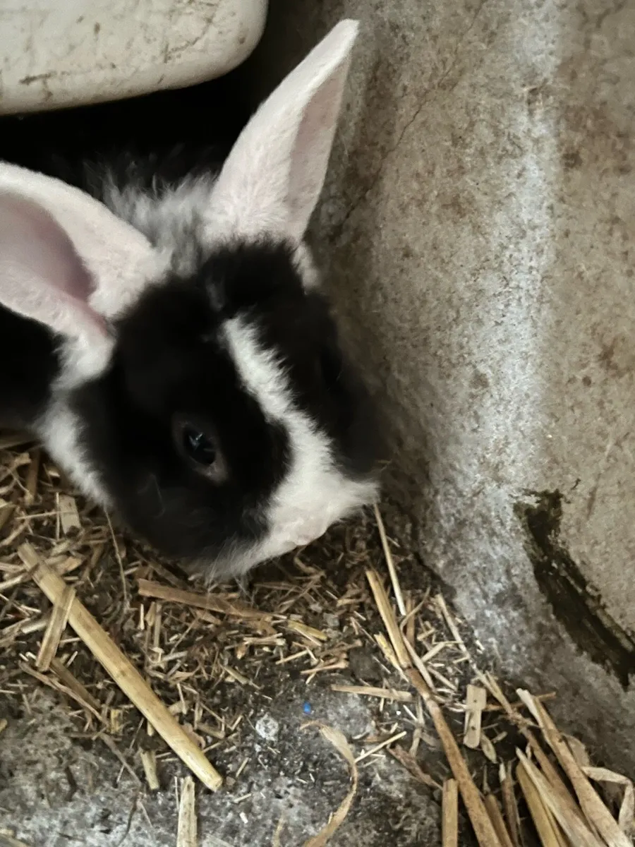 Baby rabbits - Image 4
