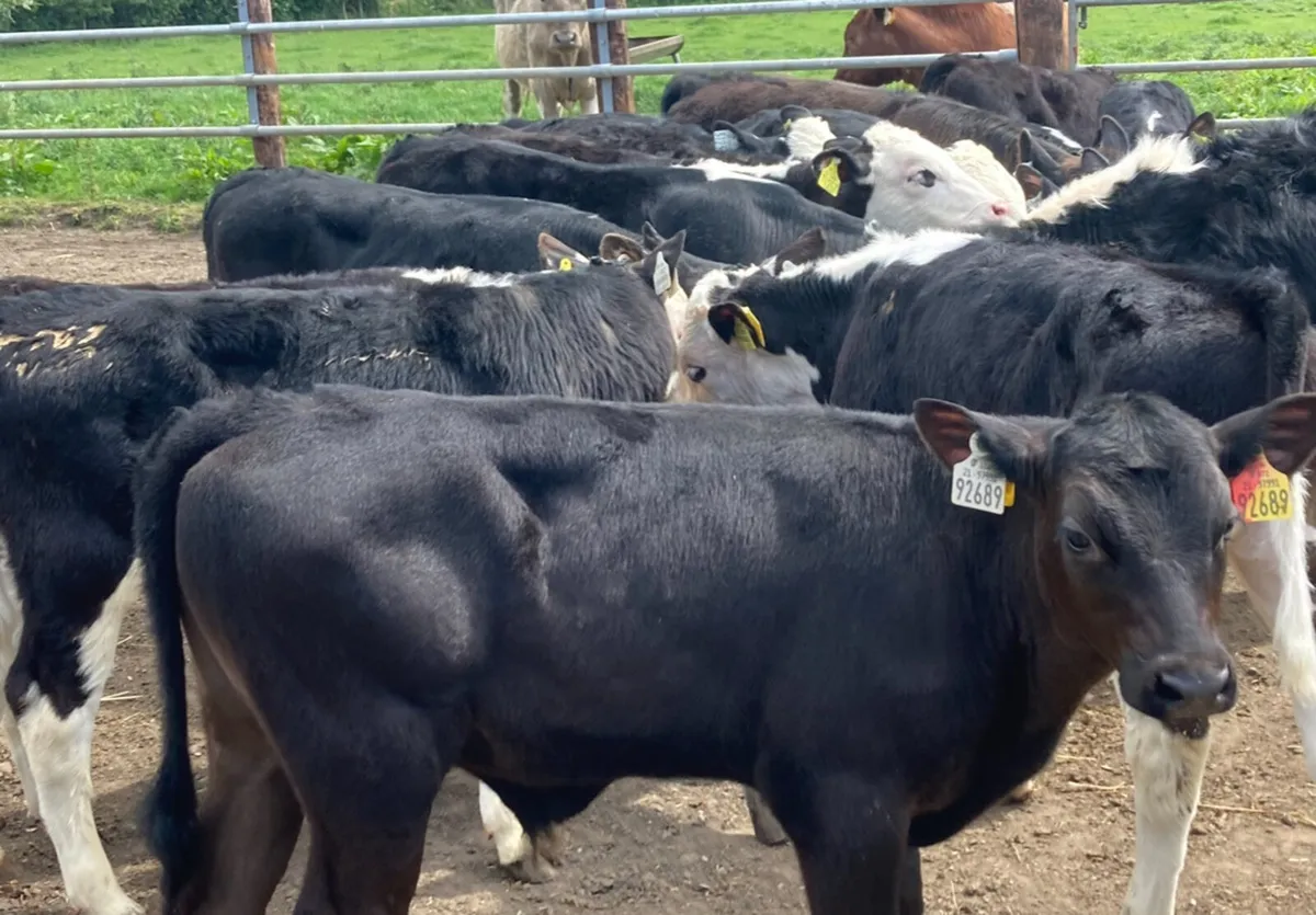 16 Fully Reared 3/4 Month Old Bull Calves - Image 1
