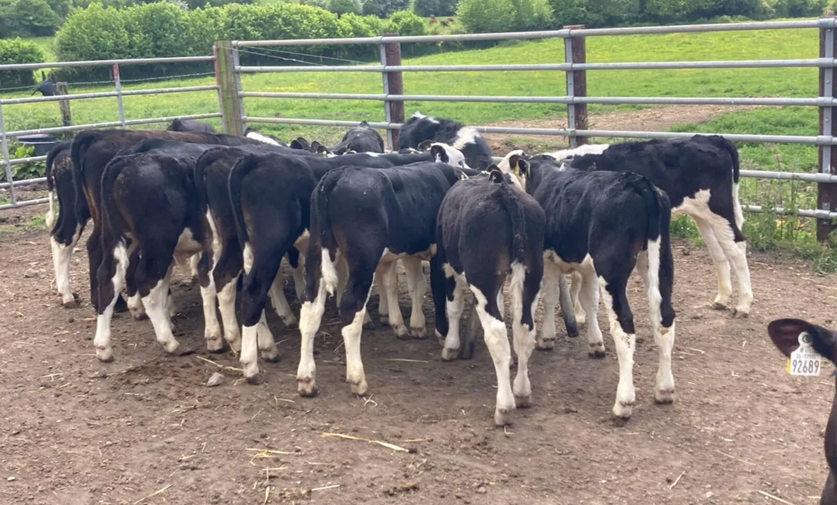 16 Fully Reared 3/4 Month Old Bull Calves - Image 2