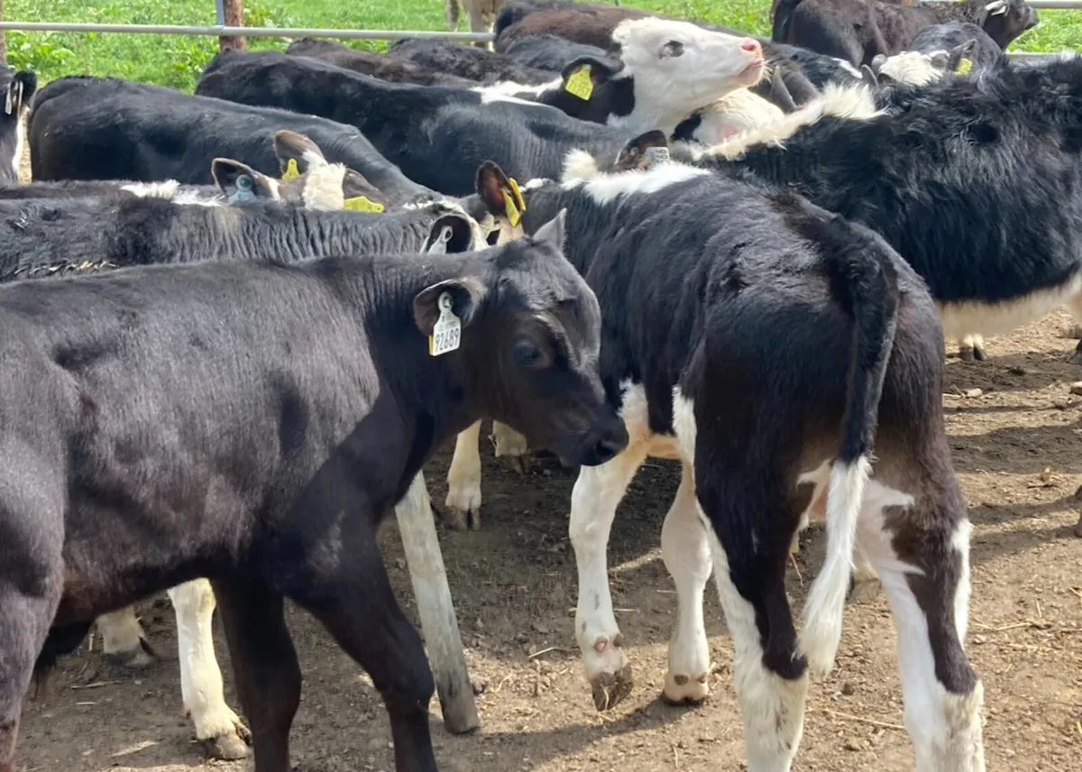 16 Fully Reared 3/4 Month Old Bull Calves - Image 3