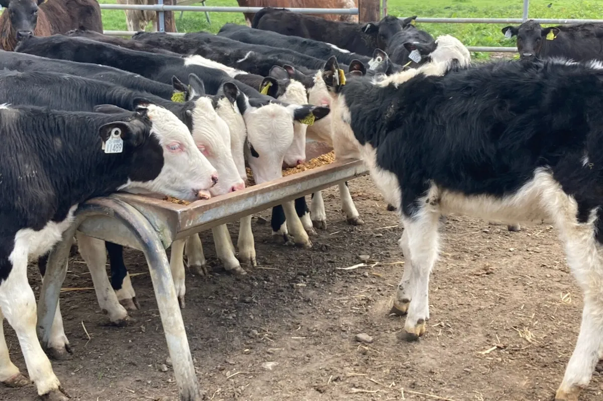 16 Fully Reared 3/4 Month Old Bull Calves - Image 4