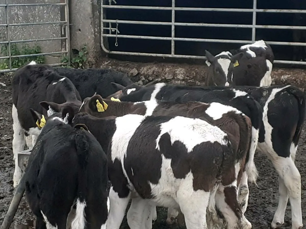 Friesian Bull Runners - Image 1