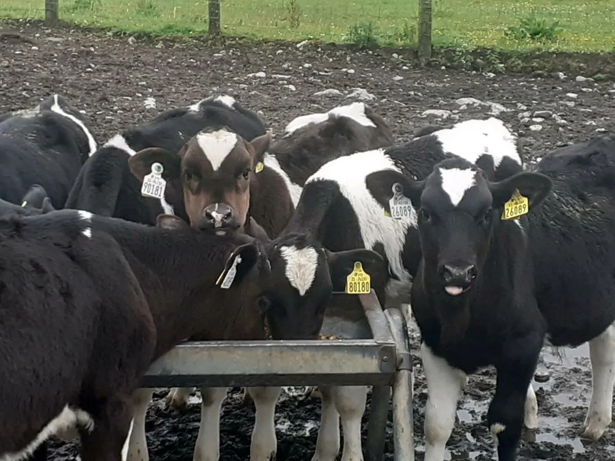 Friesian Bull Runners - Image 2