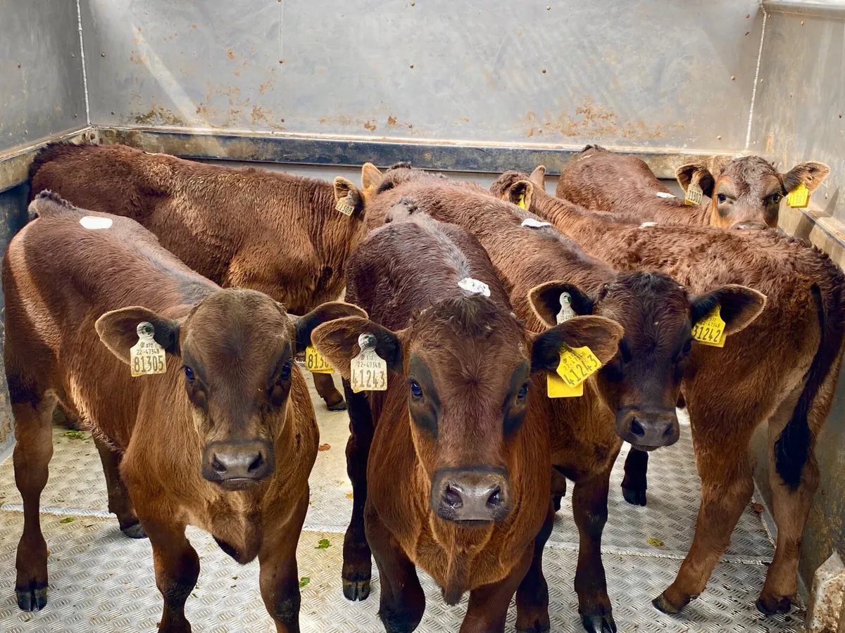 💥27/5/25💥 Reared Calves - Image 1