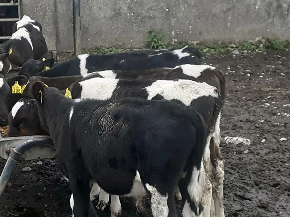 Friesian Bull Runners - Image 3