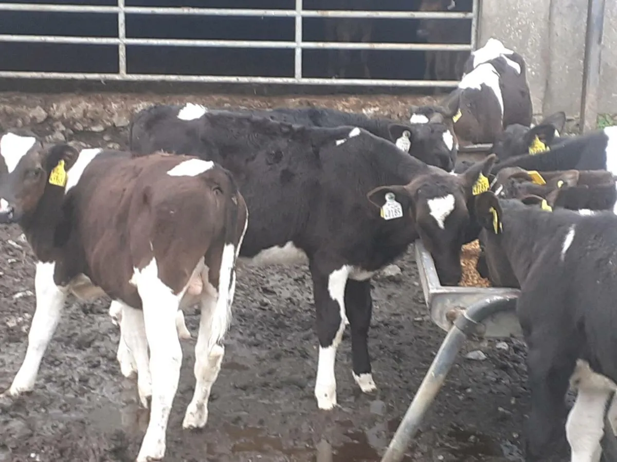 Friesian Bull Runners - Image 4