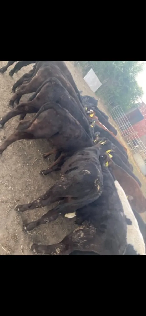 22 Fully Reared 3/4 Month Old AA/HE Runners - Image 2