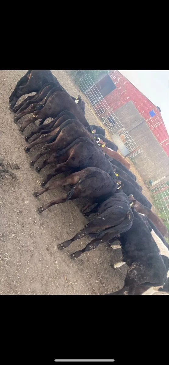 22 Fully Reared 3/4 Month Old AA/HE Runners - Image 3