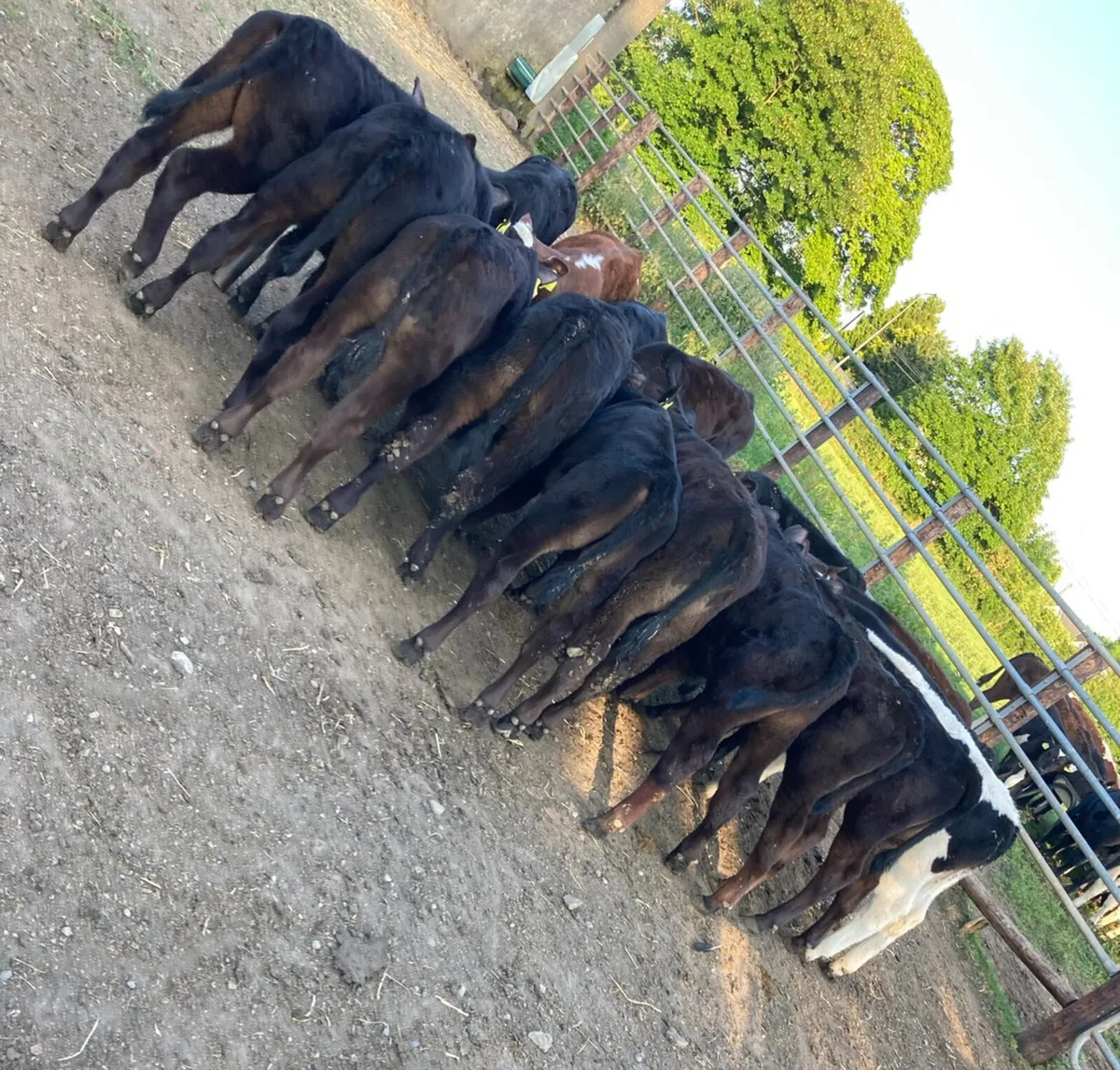 22 Fully Reared 3/4 Month Old AA/HE Runners - Image 1