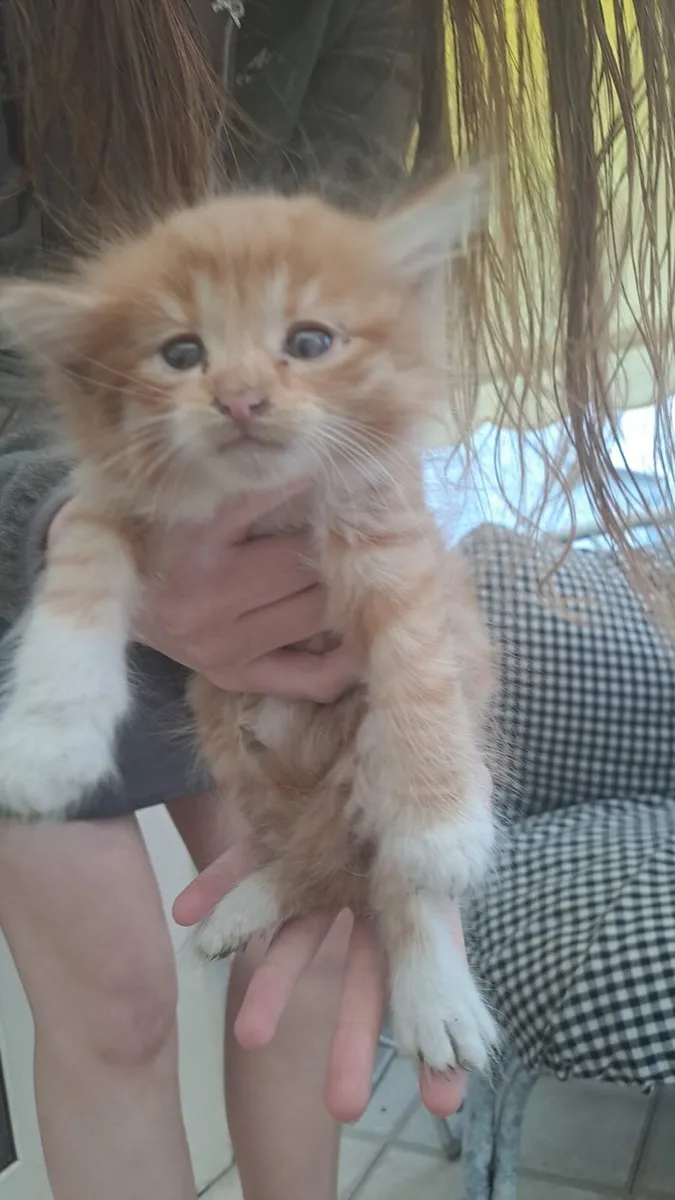Kittens for sale - Image 1