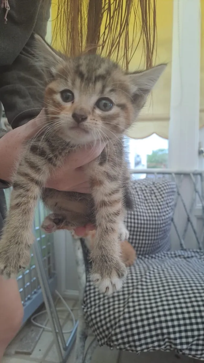 Kittens for sale - Image 3