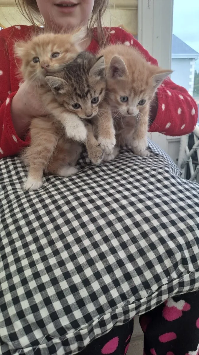 Kittens for sale - Image 4