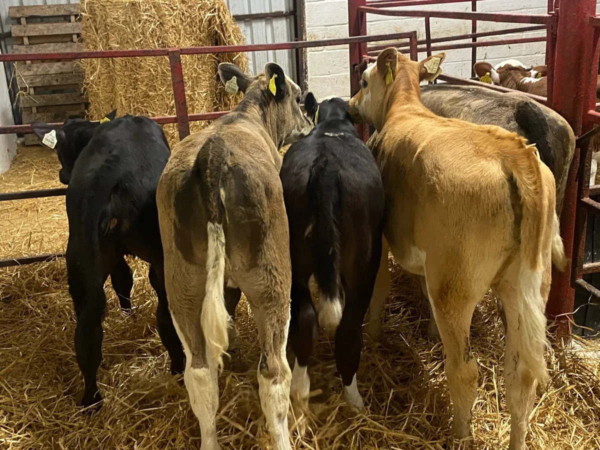 Simmental,Hereford And Angus Reared Heifers - Image 1