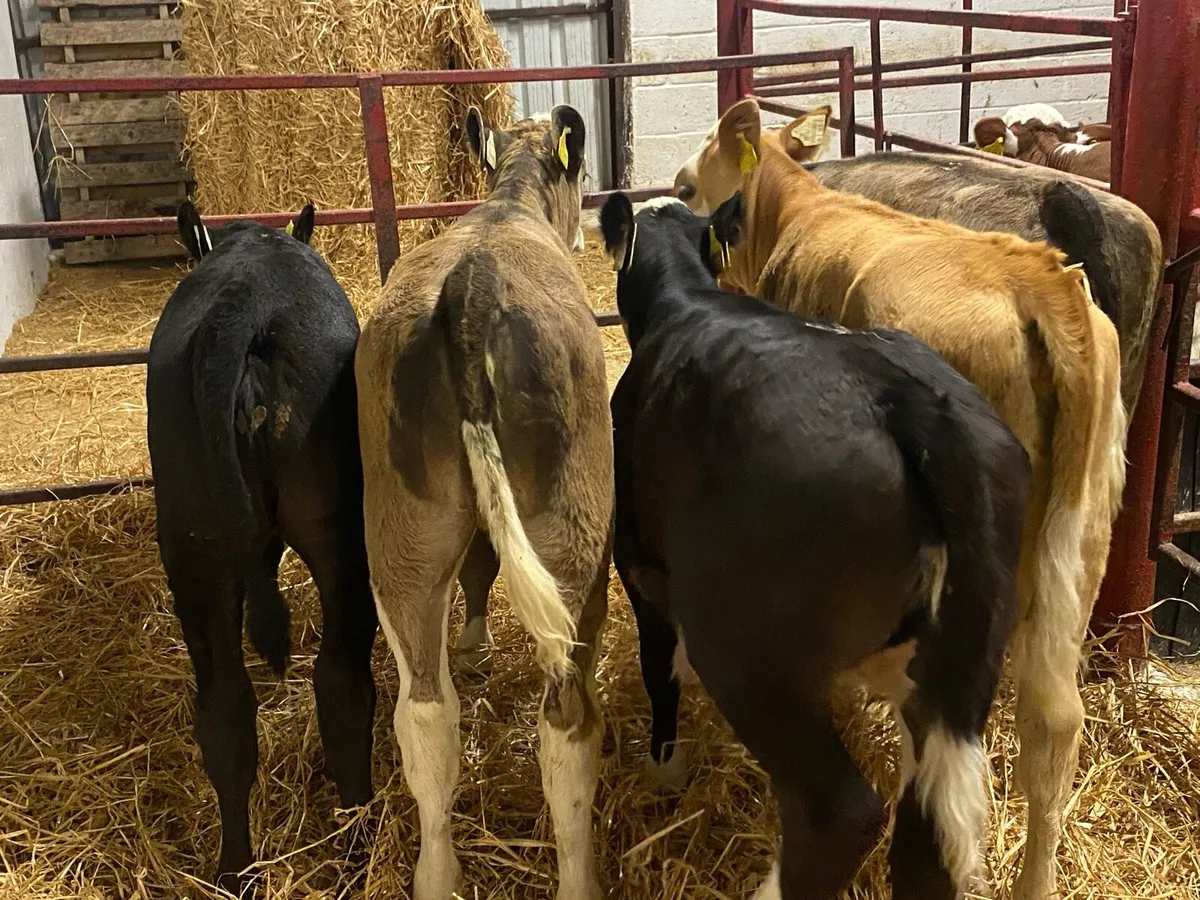 Simmental,Hereford And Angus Reared Heifers - Image 2