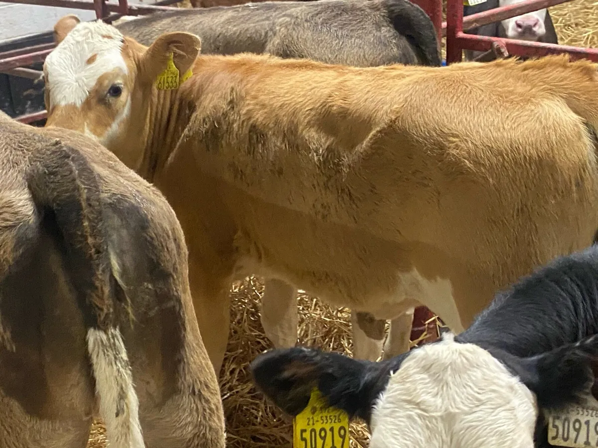 Simmental,Hereford And Angus Reared Heifers - Image 3