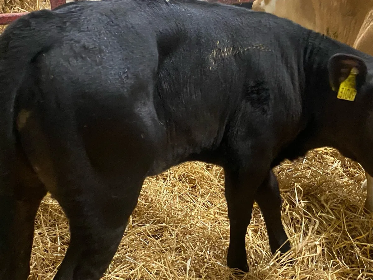 Simmental,Hereford And Angus Reared Heifers - Image 4