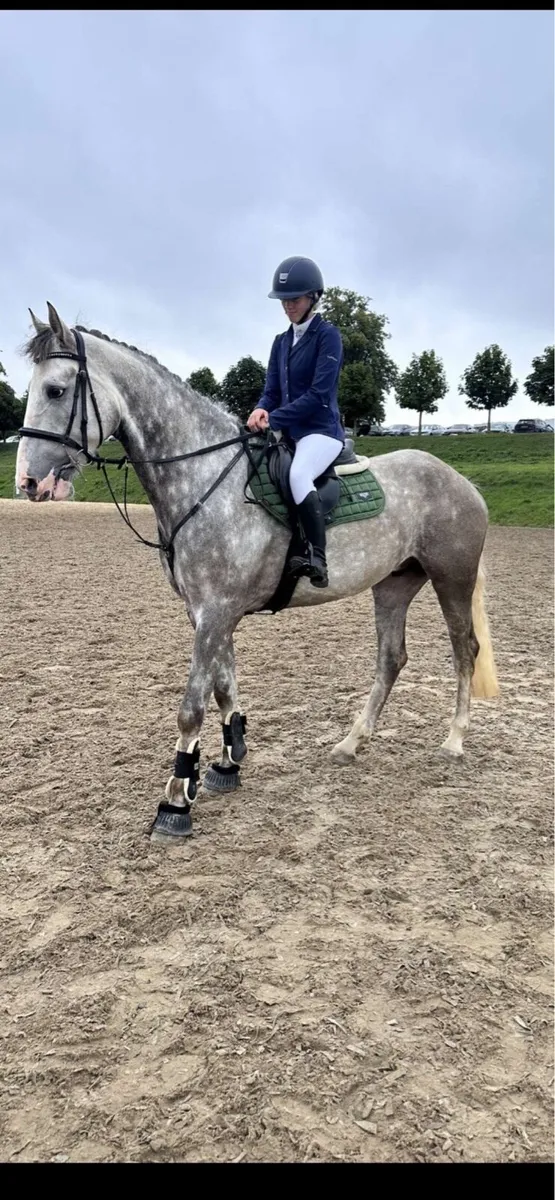 Horse - Image 1
