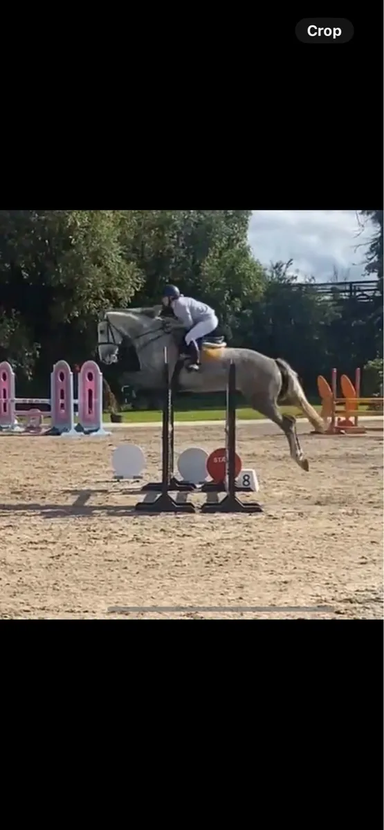 Horse - Image 2