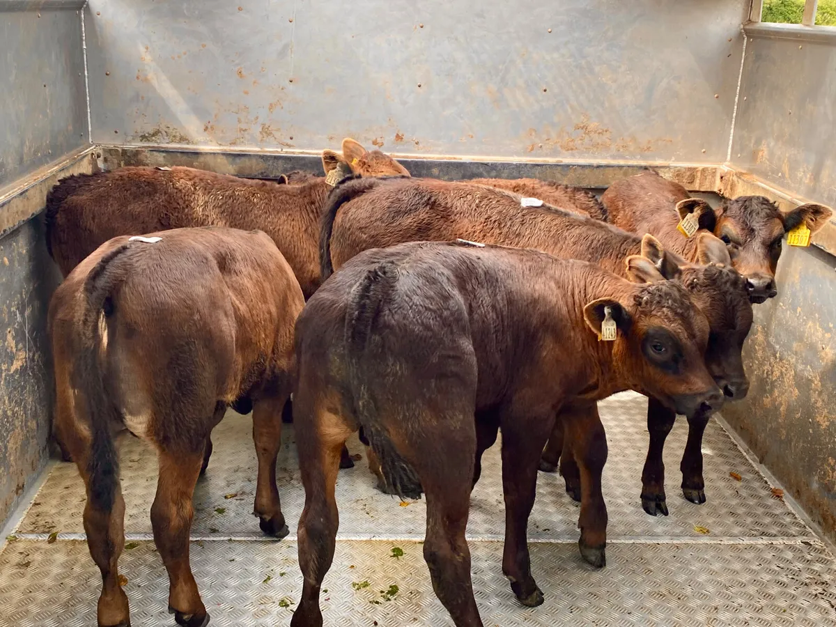 💥27/5/25💥 Reared Calves - Image 4