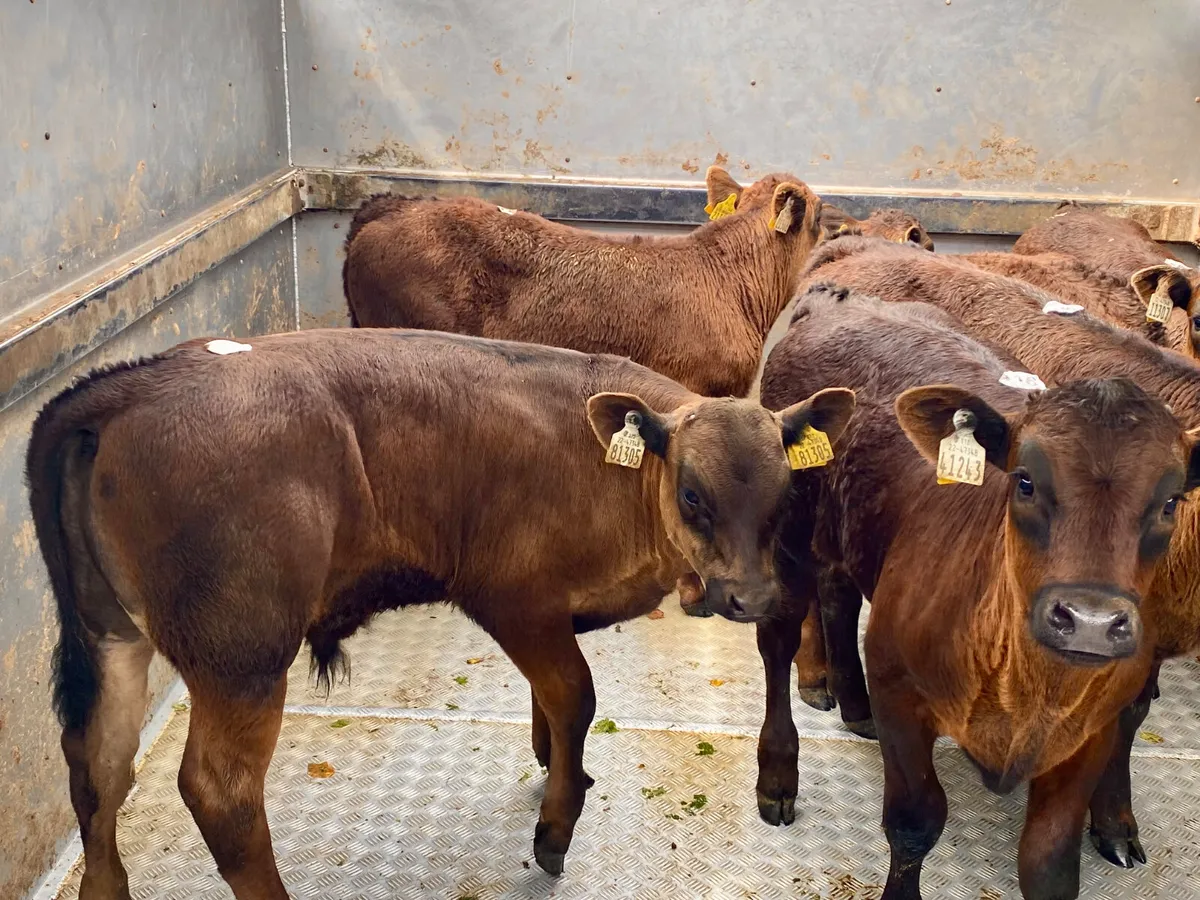 💥27/5/25💥 Reared Calves - Image 3