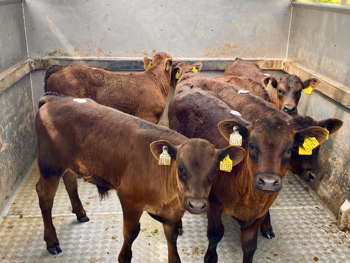 💥27/5/25💥 Reared Calves - Image 2