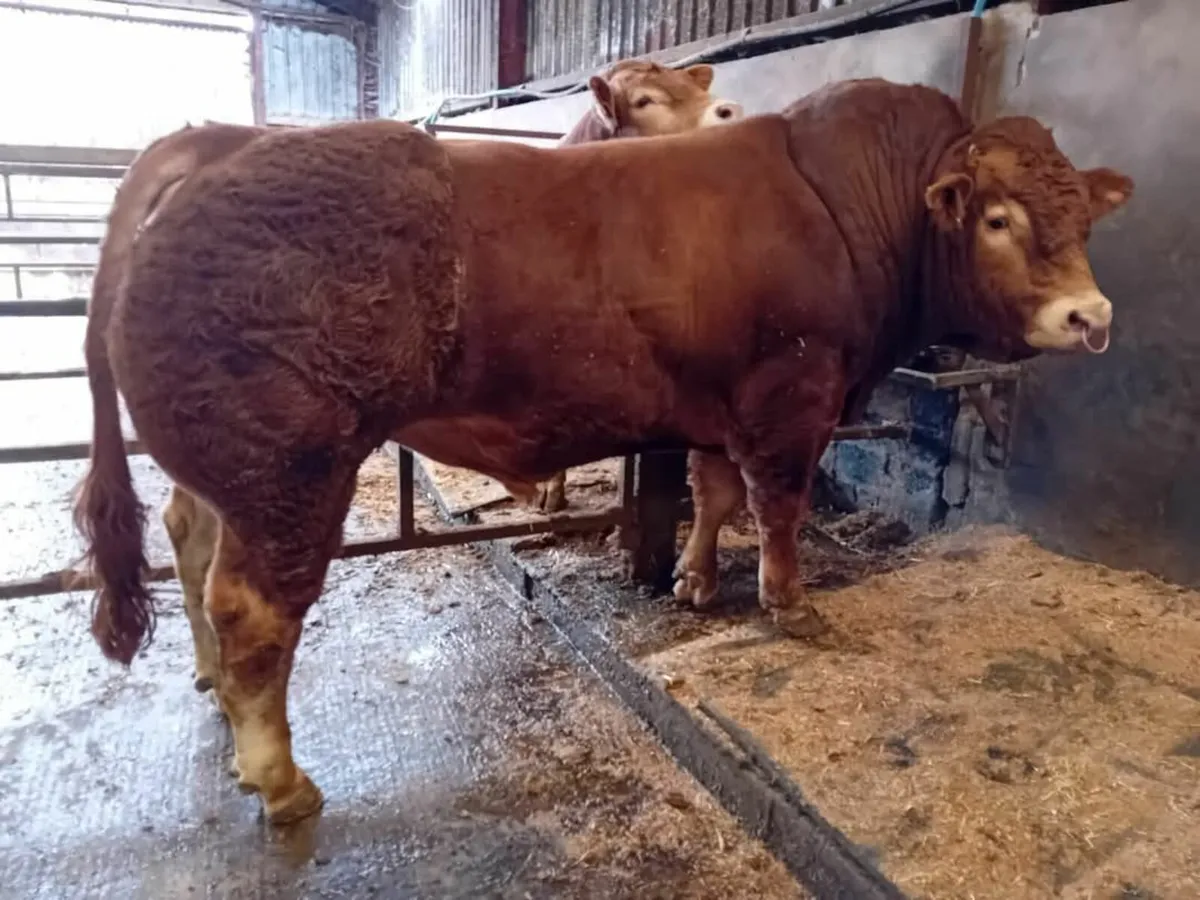 Pedigree Limousin Bulls - Image 1