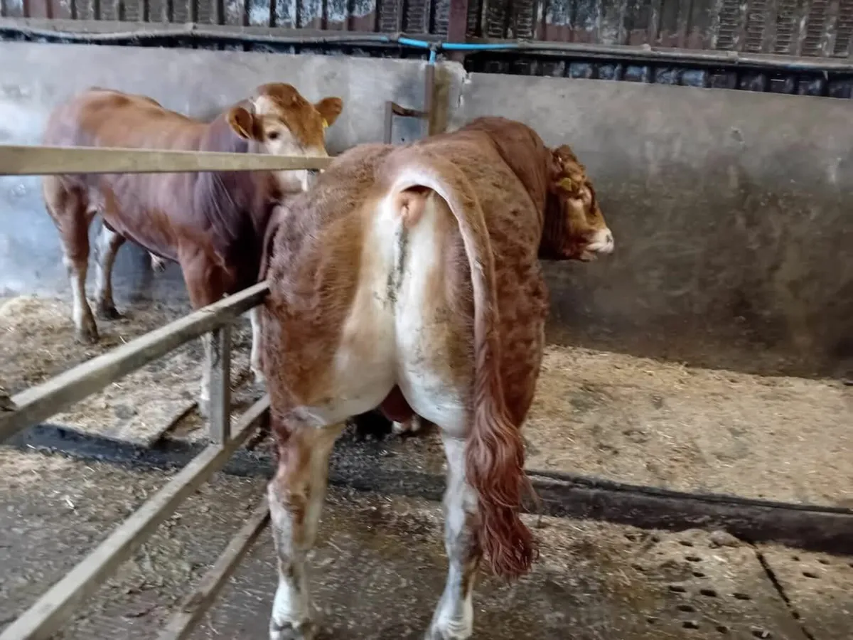 Pedigree Limousin Bulls - Image 2
