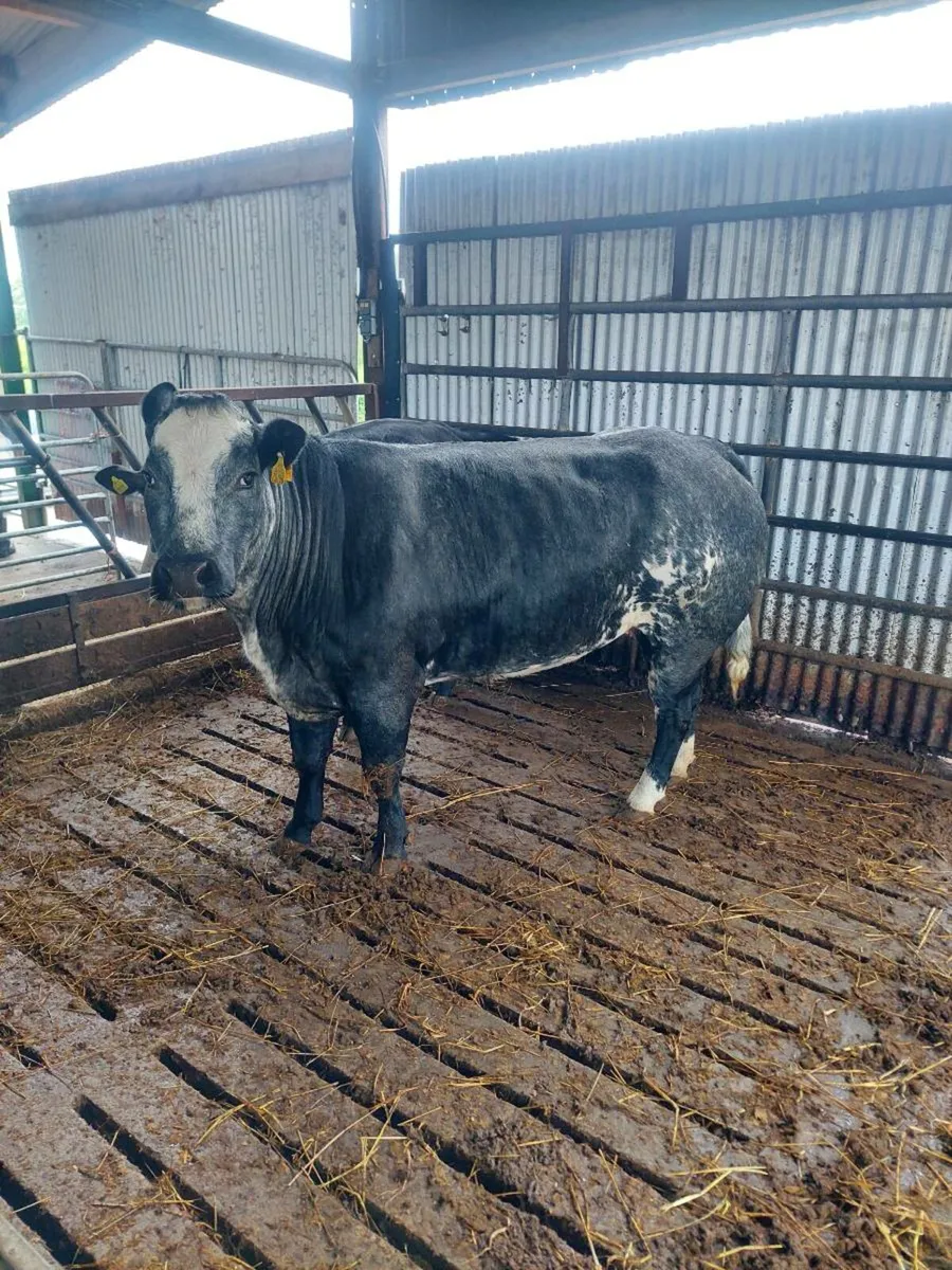 BBX incalf Cow for Ballinasloe Mart 31/05 - Image 1