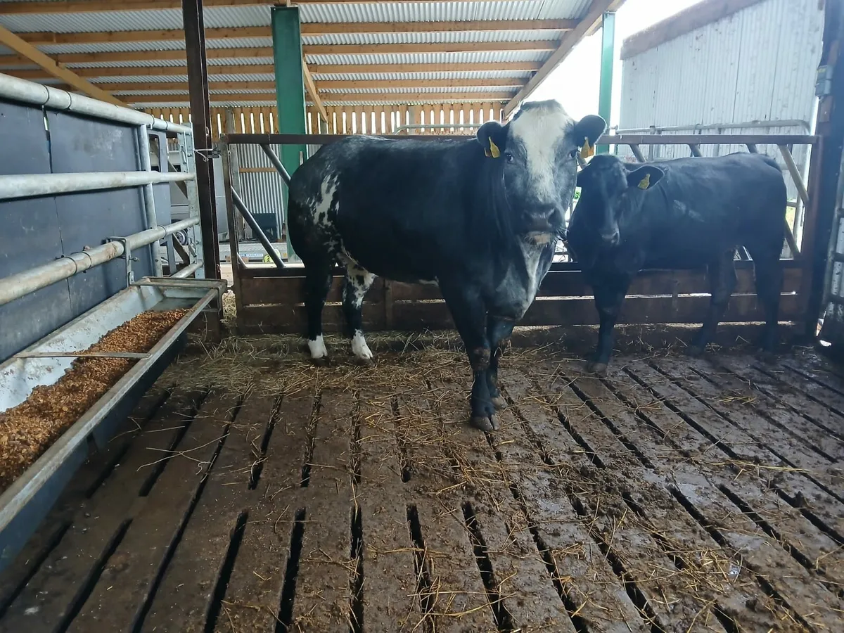 BBX incalf Cow for Ballinasloe Mart 31/05 - Image 2